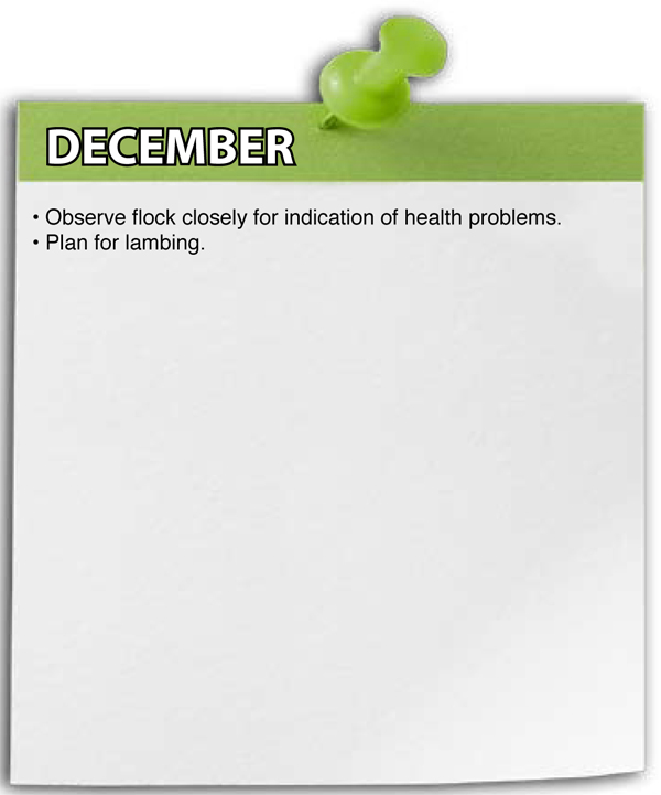 December Shepherd Schedule